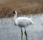 Whooping-Crane-in-marsh150.png